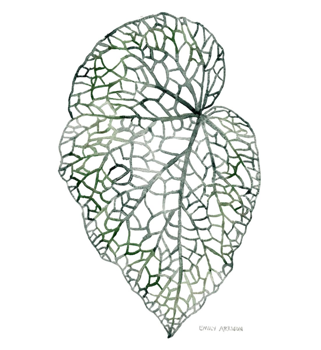 Begonia Print