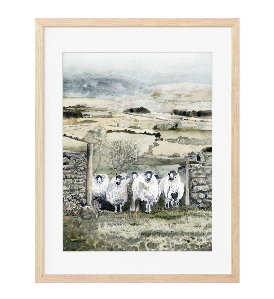 Cotswold Sheep Print