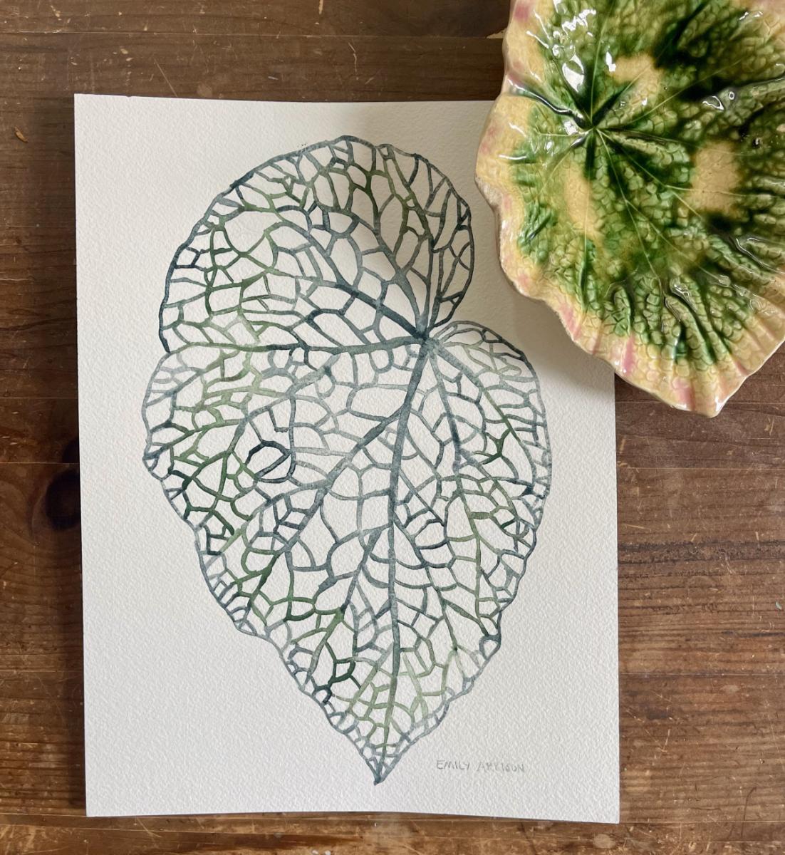 Begonia Original