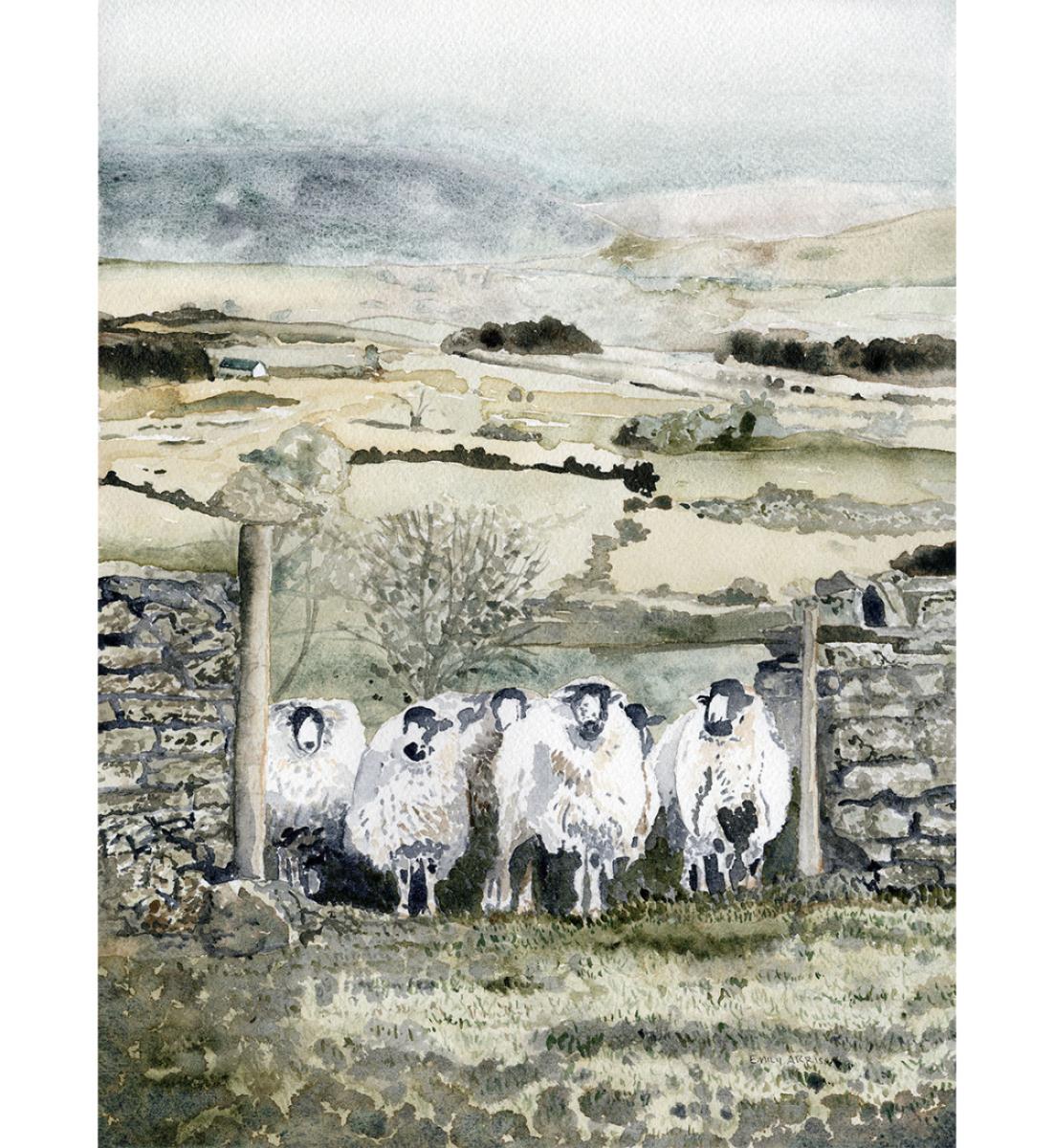 Cotswold Sheep Original