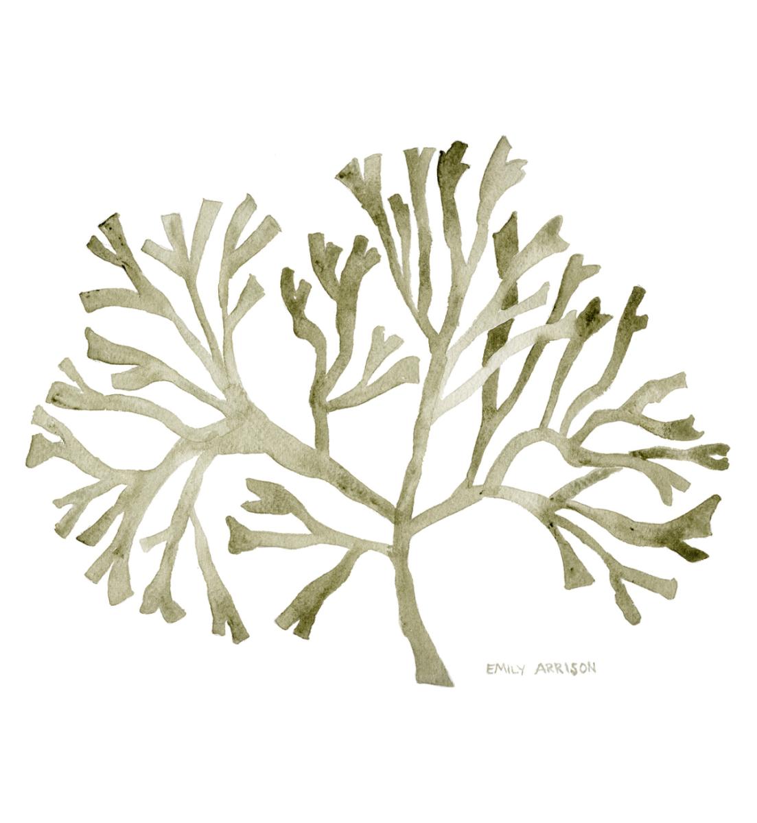 Kelp Original