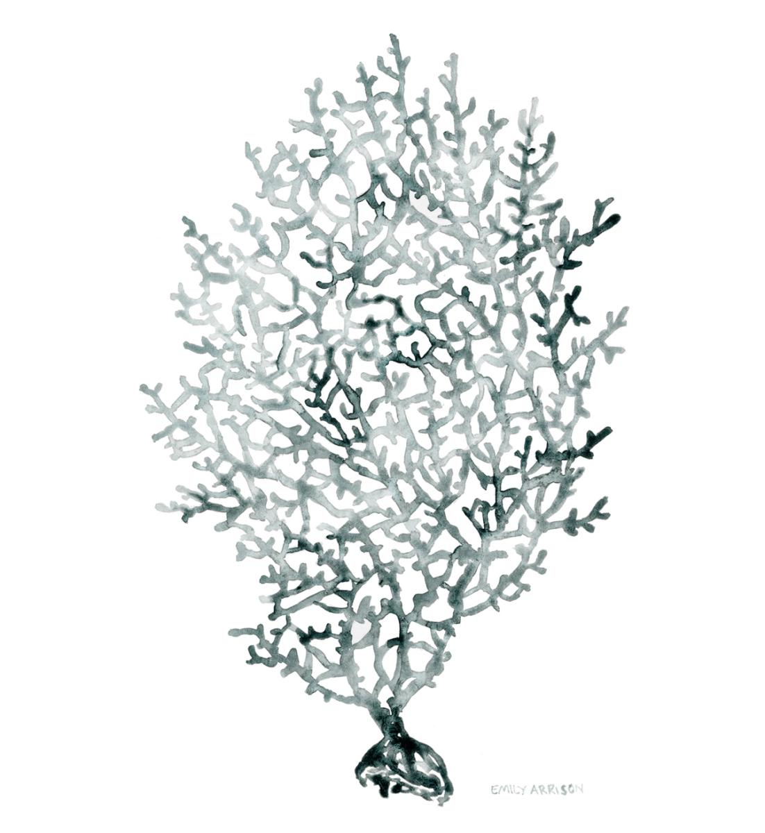 Sea Fan Original