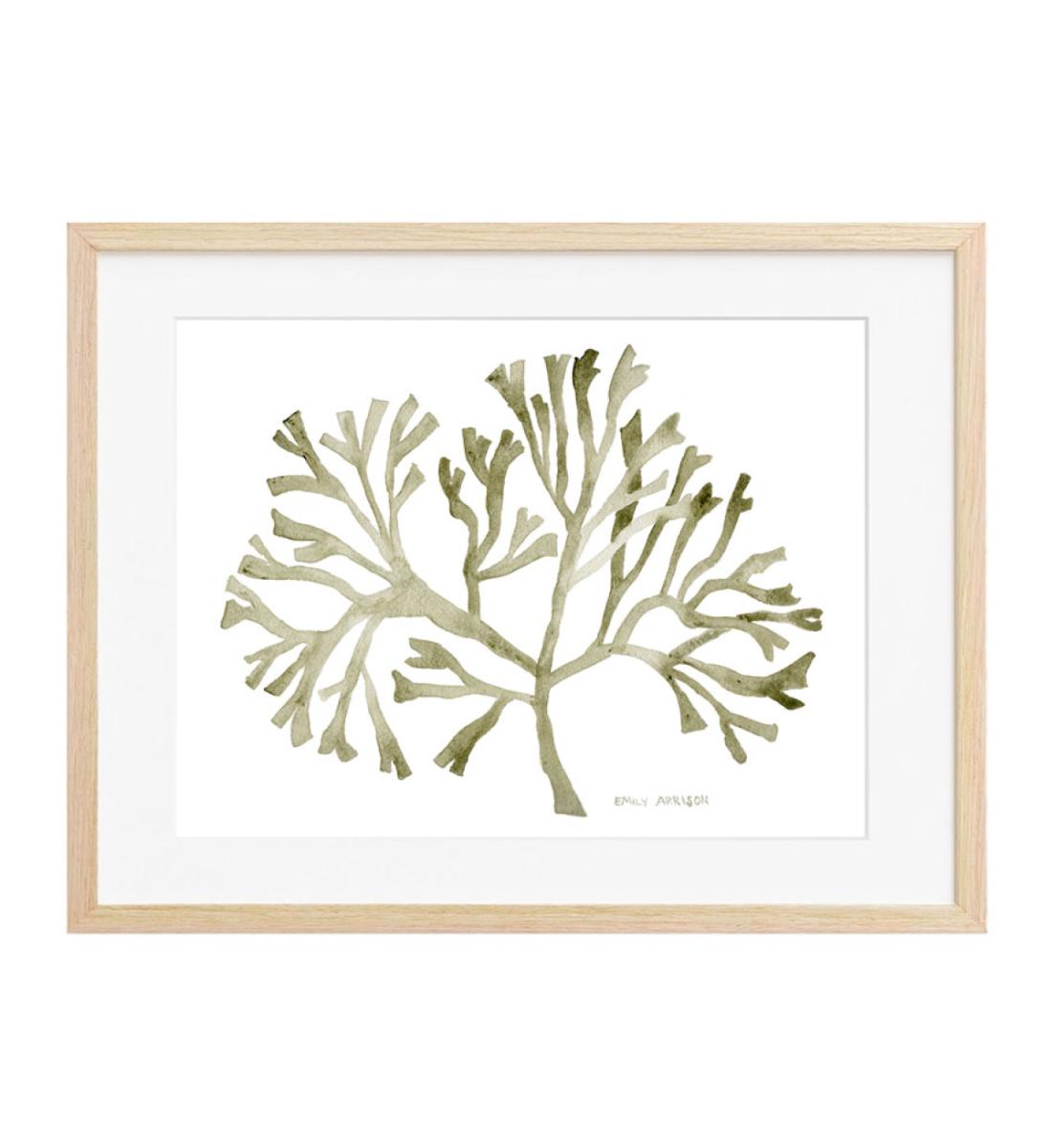Kelp Print